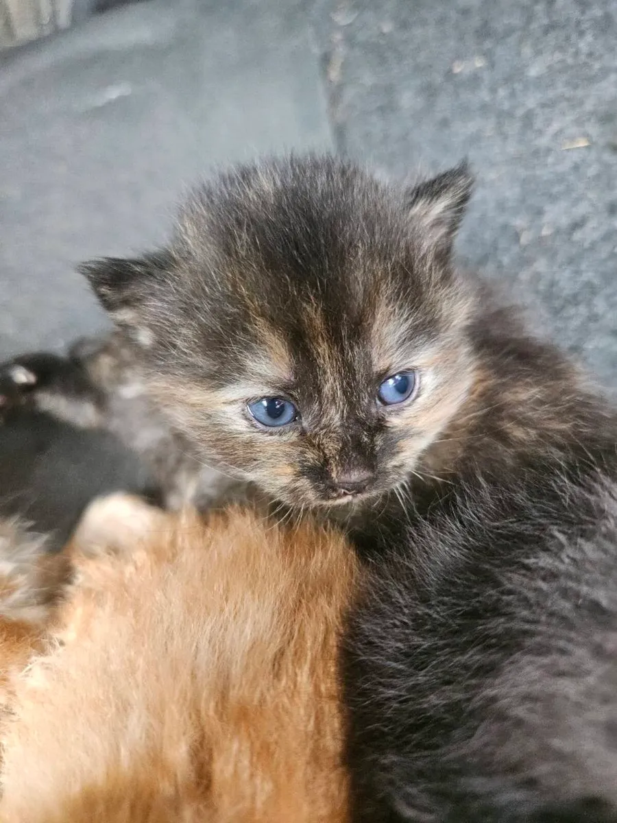 Kittens - Image 1
