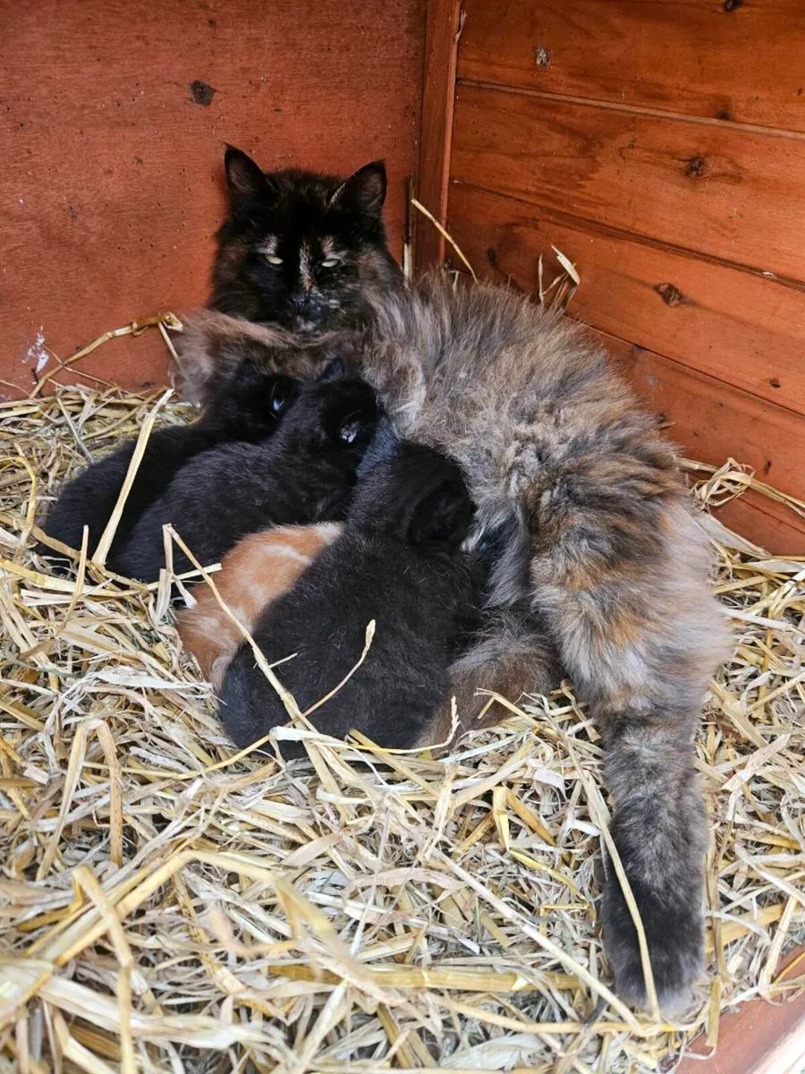 Kittens - Image 3