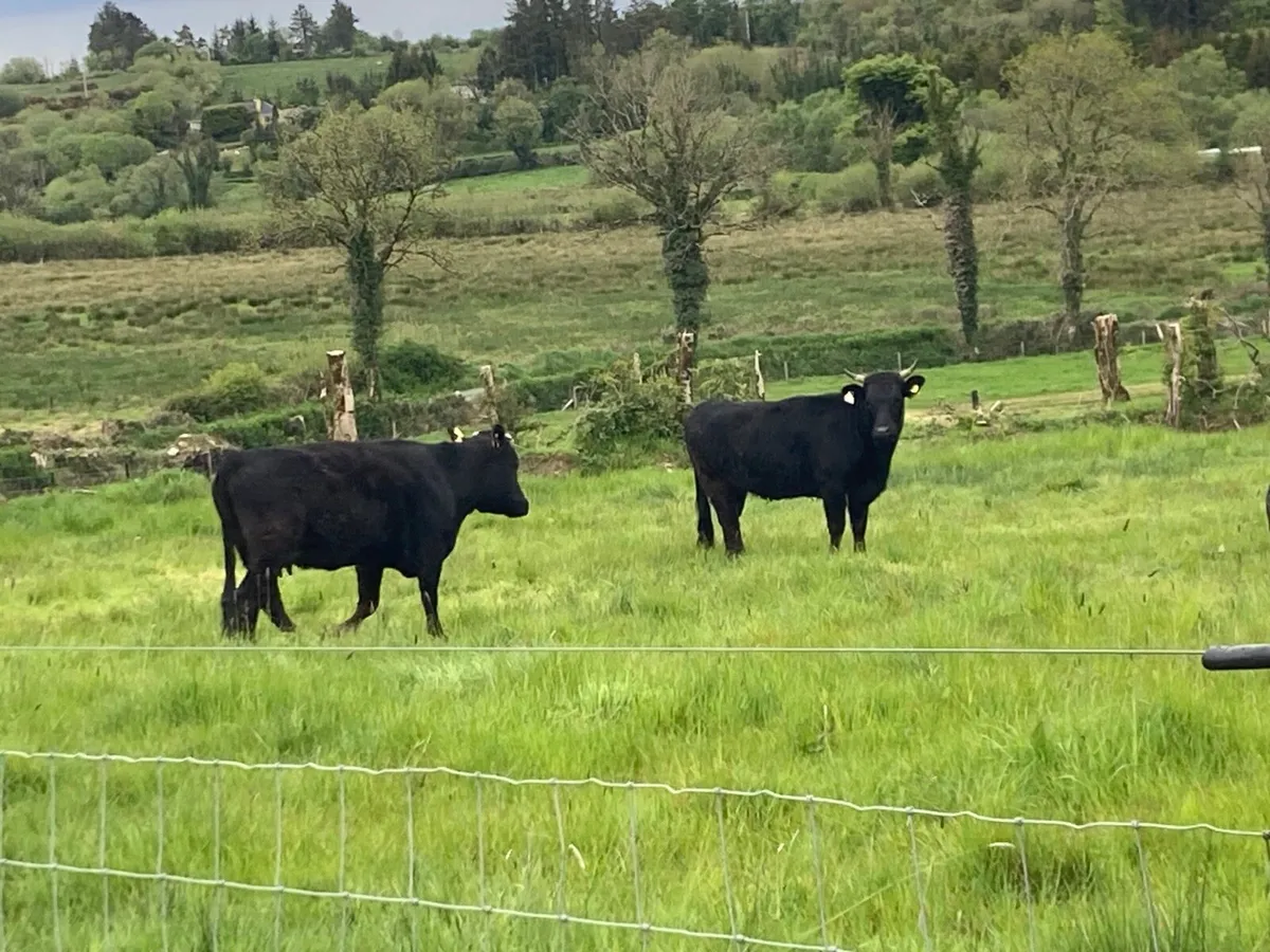 Dexter cows - Image 1