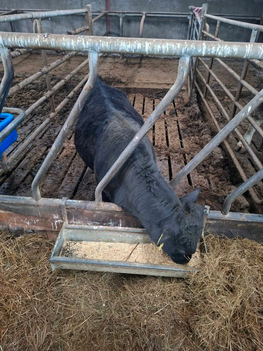 Dexter Bull - Image 2