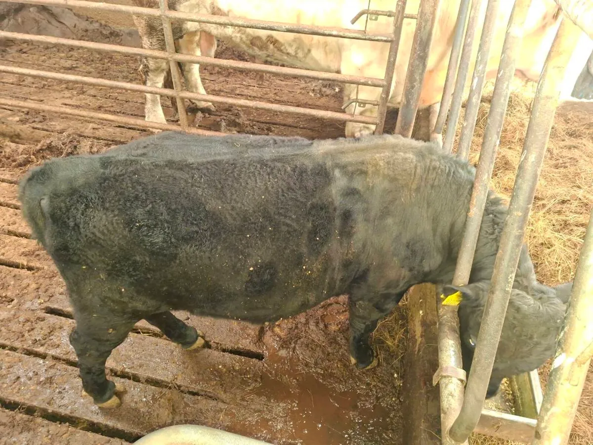 Dexter Bull - Image 3