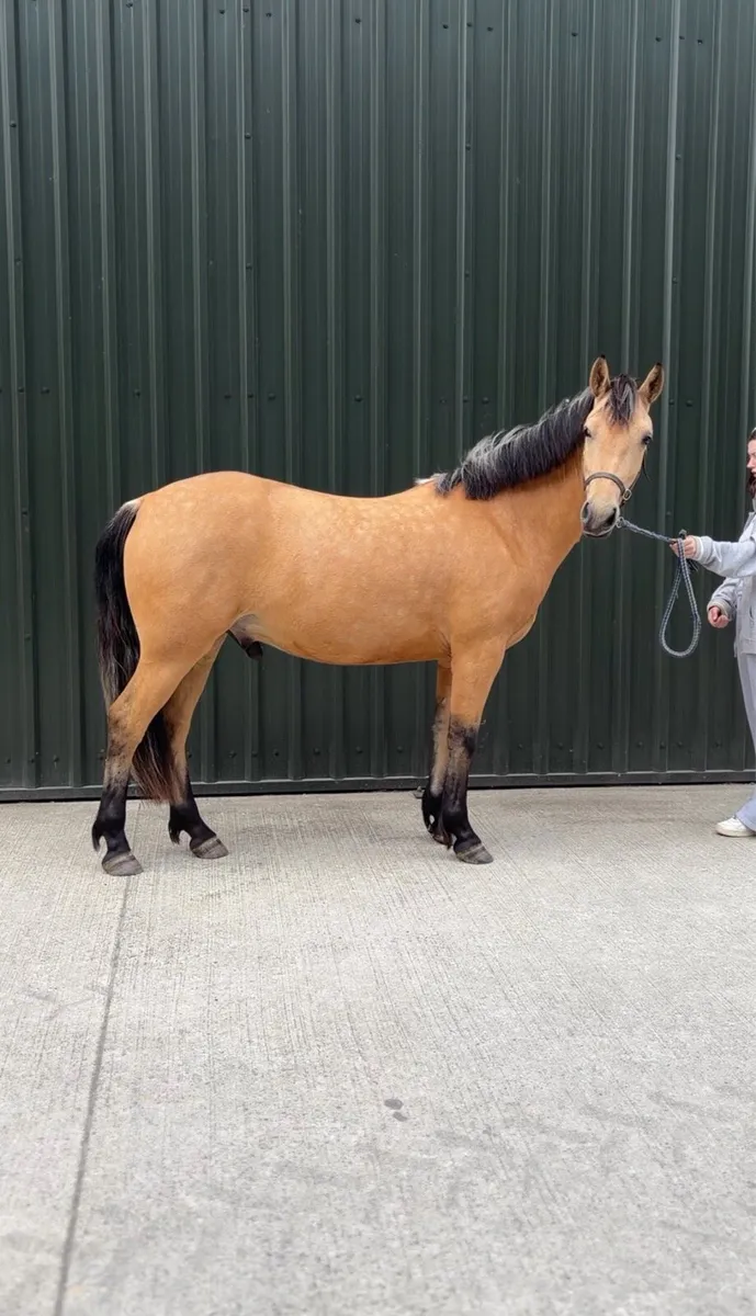 3YO Dun Connemara Gelding | Future Star ⭐ - Image 1