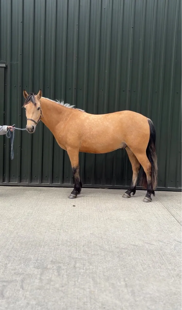 3YO Dun Connemara Gelding | Future Star ⭐ - Image 2