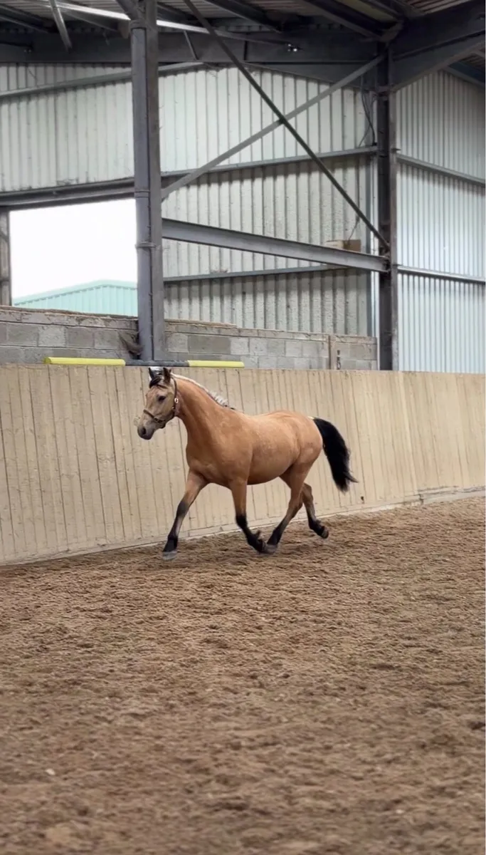 3YO Dun Connemara Gelding | Future Star ⭐ - Image 3