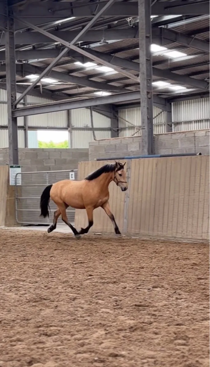 3YO Dun Connemara Gelding | Future Star ⭐ - Image 4