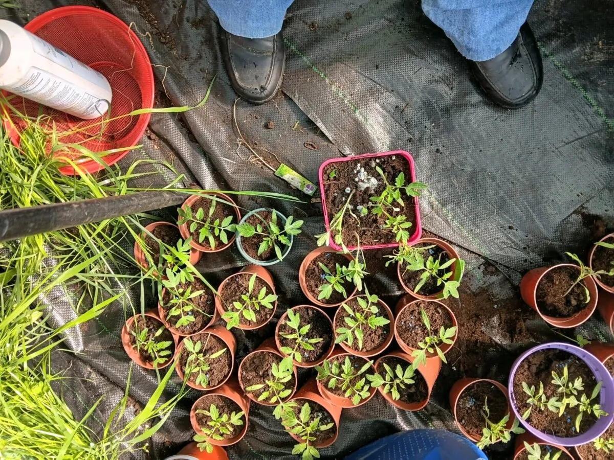 Tomato  plants for sale - Image 1