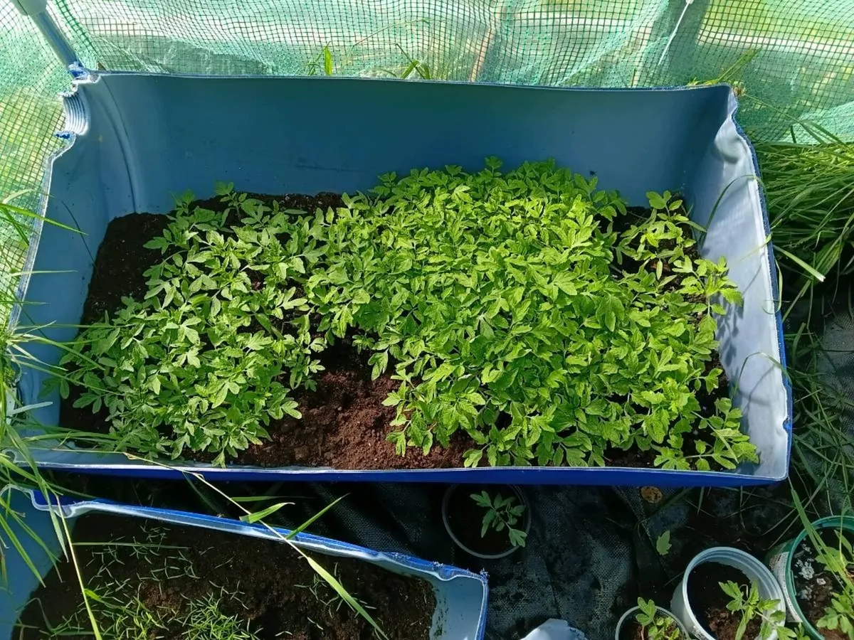 Tomato  plants for sale - Image 2