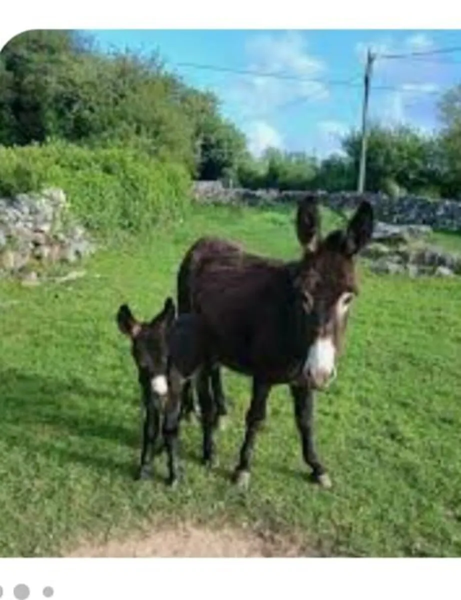 Looking for Donkey