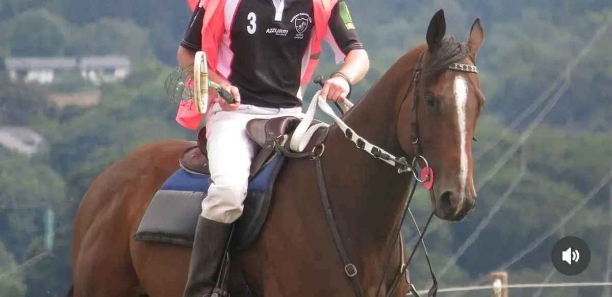 Thoroughbred Mare - Image 2
