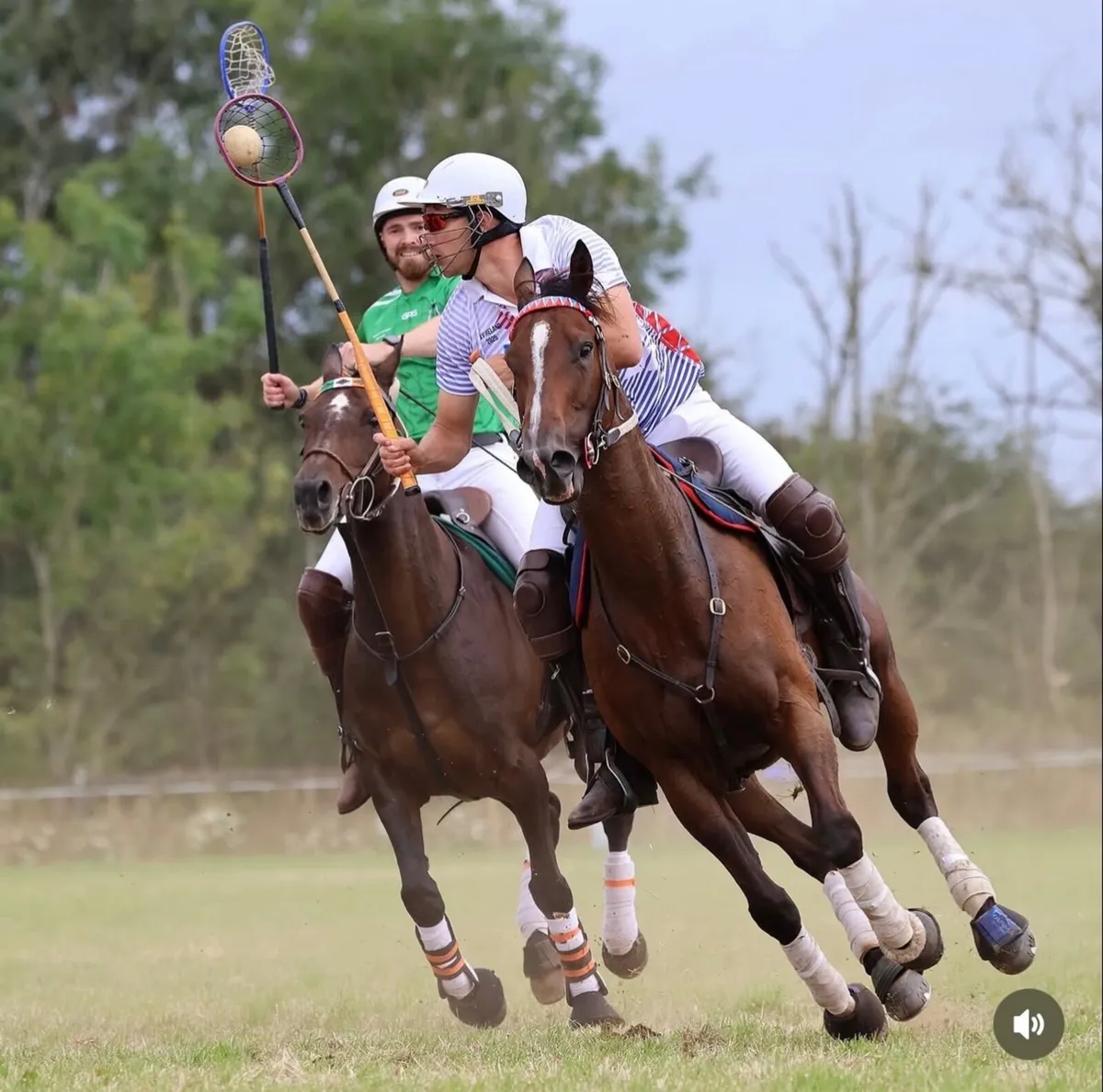 Thoroughbred Mare - Image 3