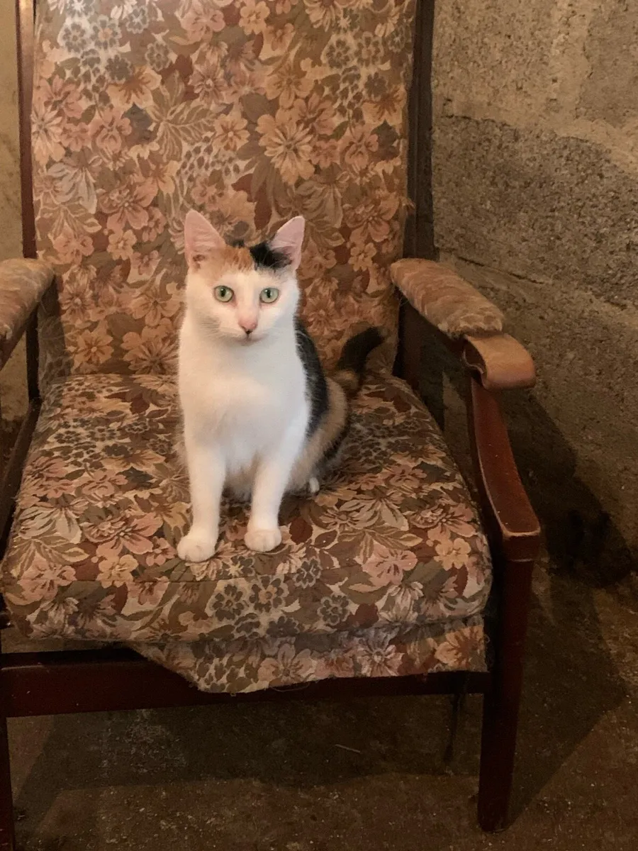 Kittens - Image 1