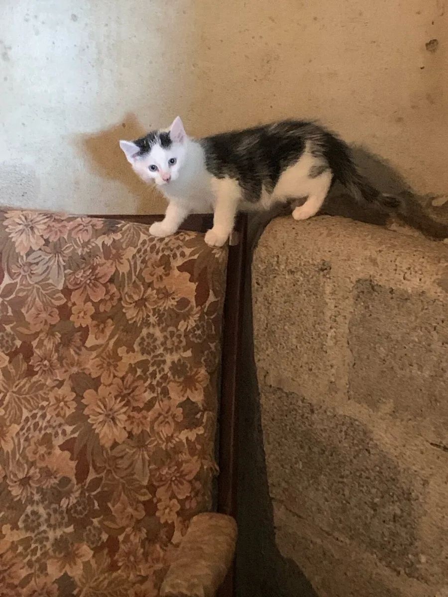 Kittens - Image 2