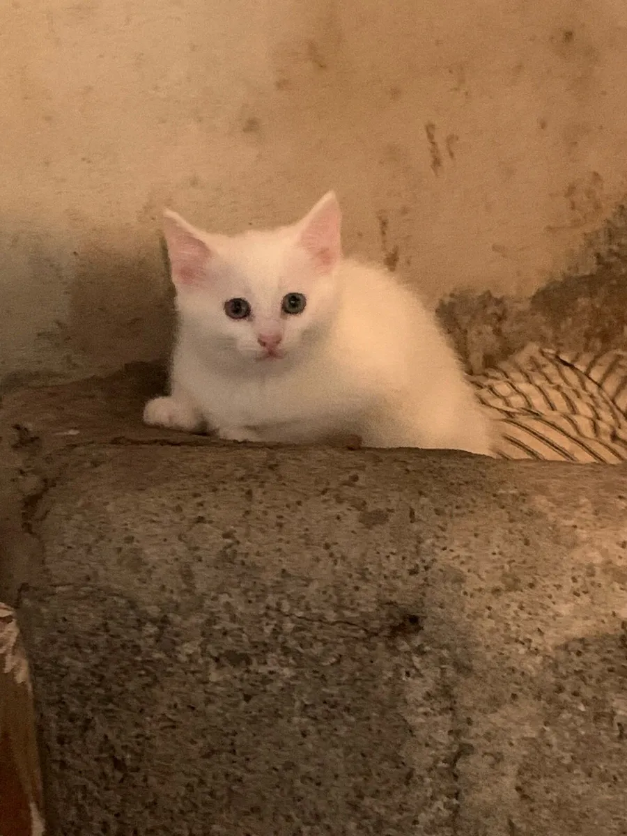 Kittens - Image 3
