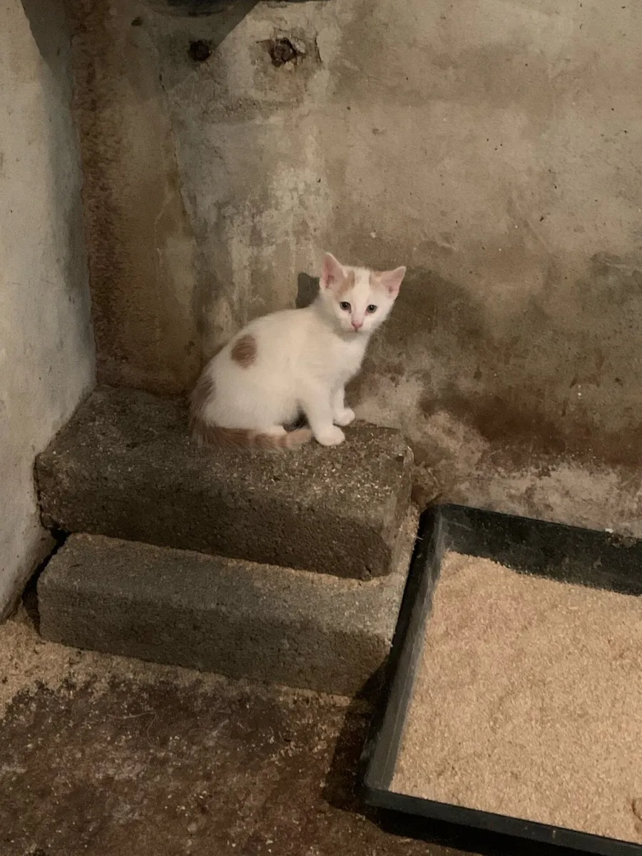 Kittens - Image 4