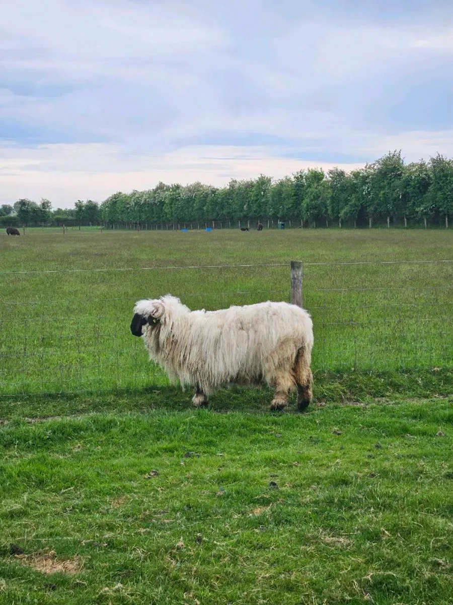 Valais Blacknose - Image 4