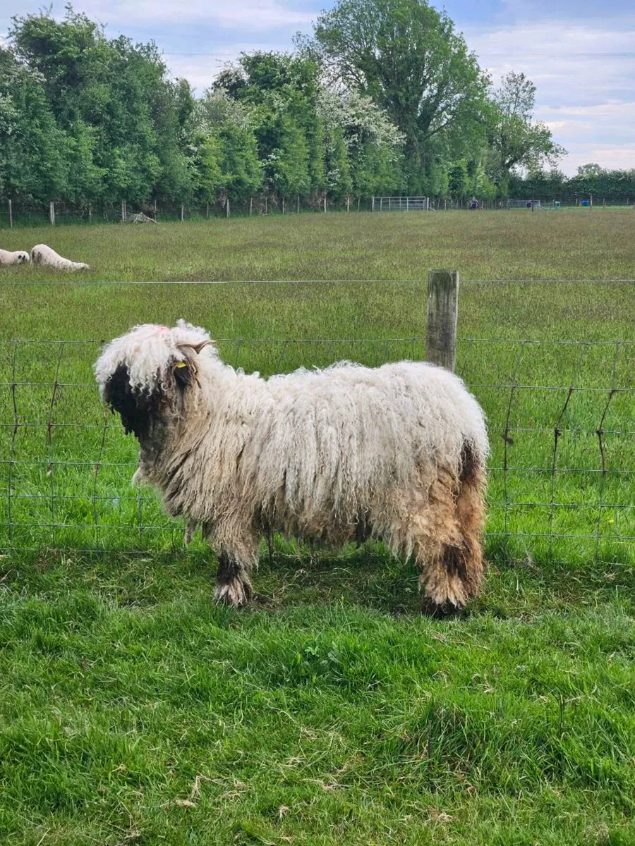 Valais Blacknose - Image 2