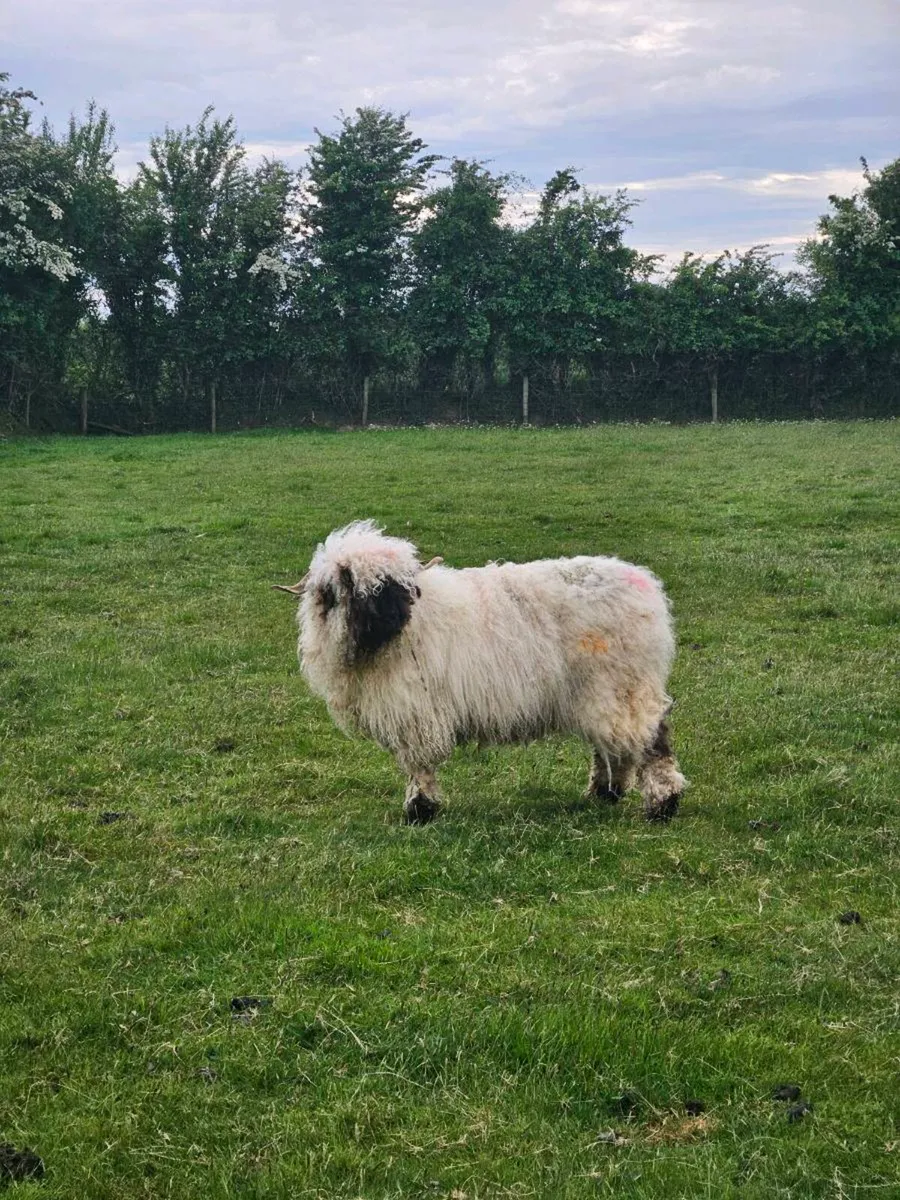 Valais Blacknose - Image 3