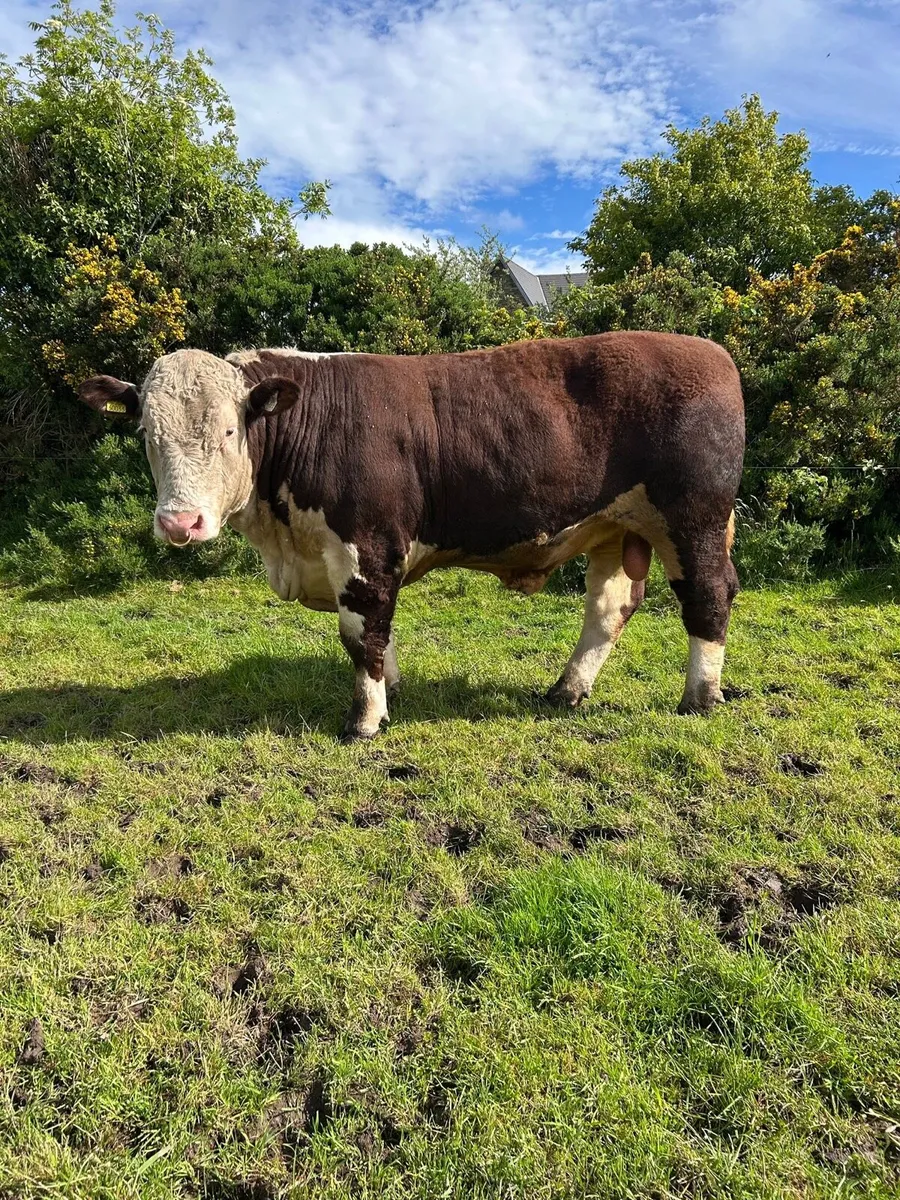 Hereford Bulls - Image 2
