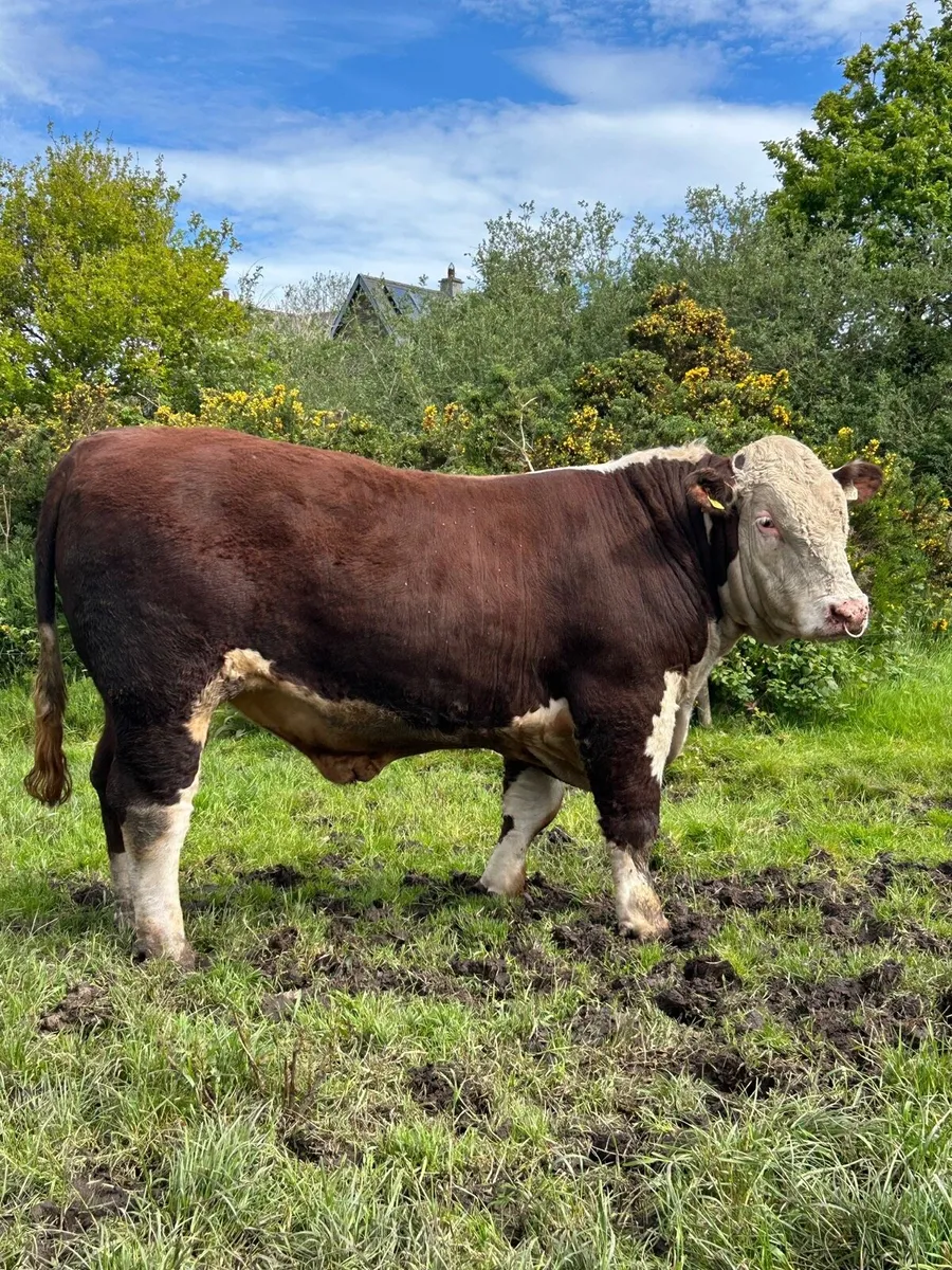 Hereford Bulls - Image 3