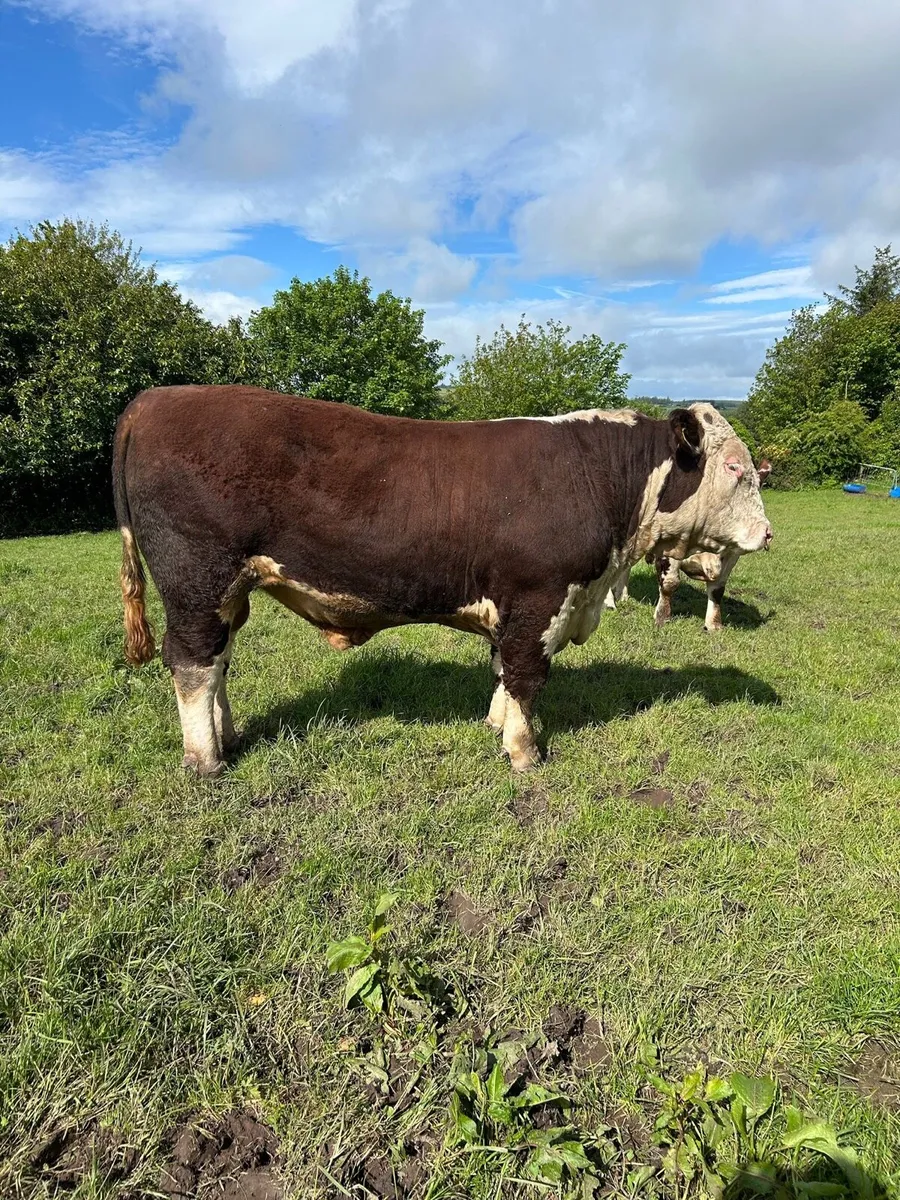 Hereford Bulls - Image 4