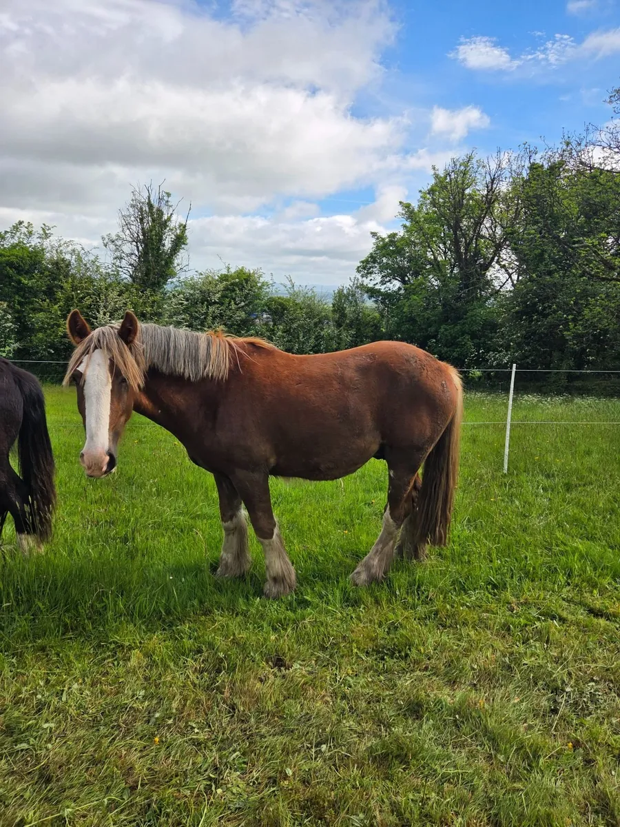Chestnut Gelding Cob - Image 2