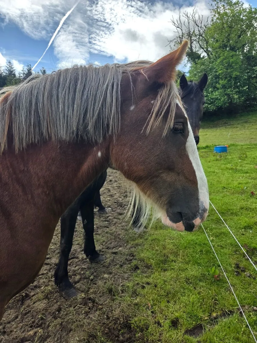 Chestnut Gelding Cob - Image 3