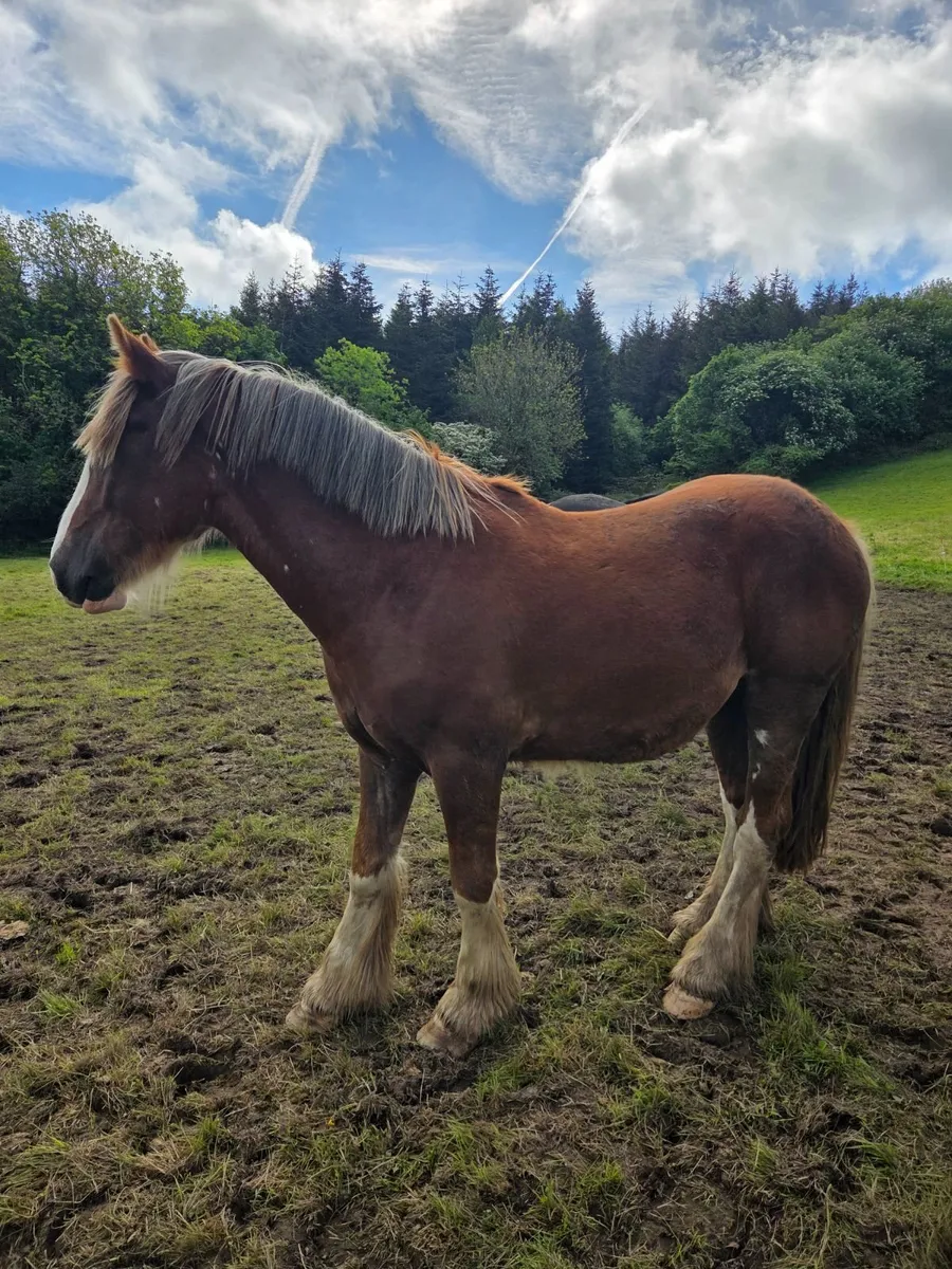 Chestnut Gelding Cob - Image 1