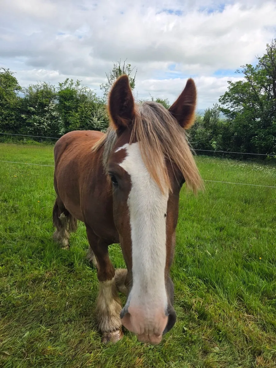 Chestnut Gelding Cob - Image 4