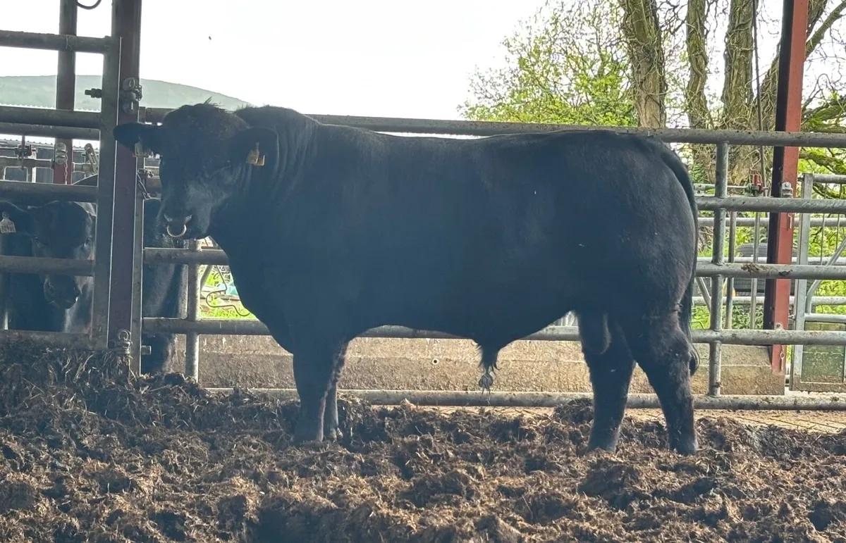Aberdeen Angus bull
