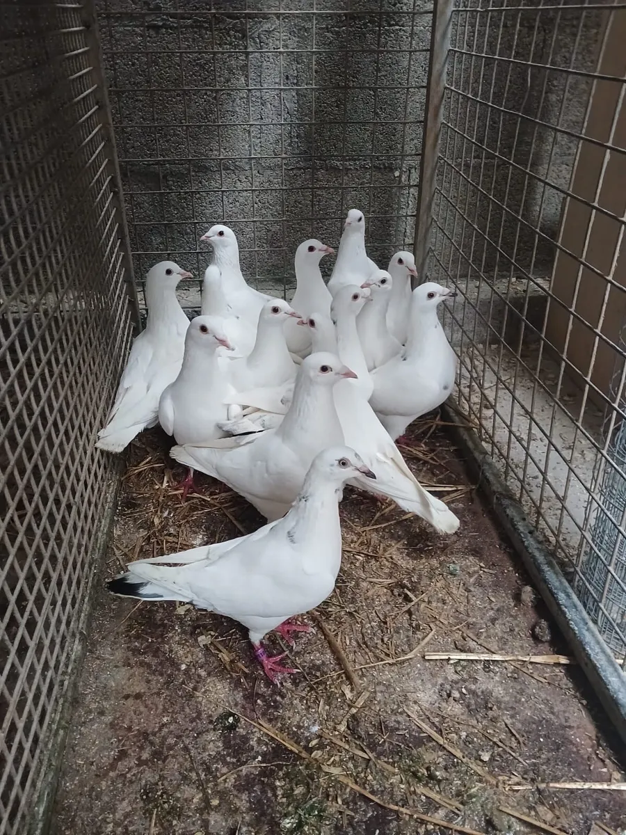 Racing pigeons - Image 1