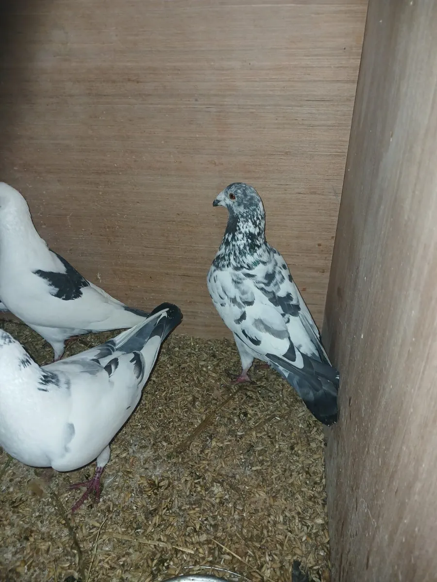 Racing pigeons - Image 2