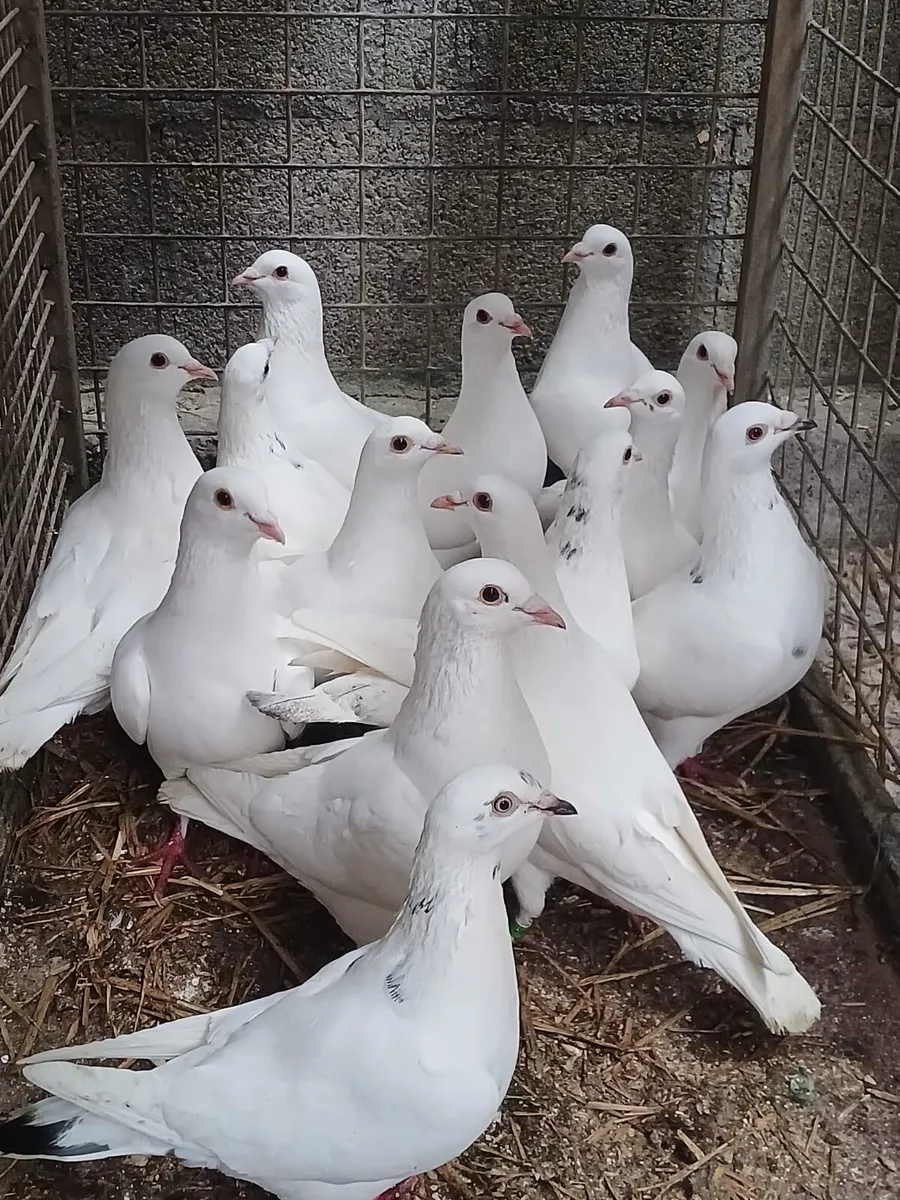 Racing pigeons - Image 3