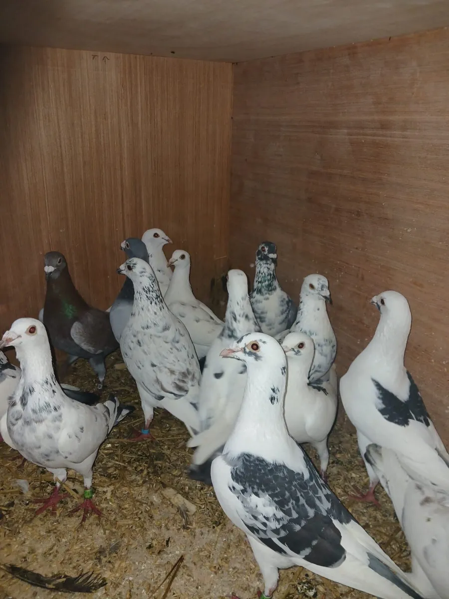 Racing pigeons - Image 4