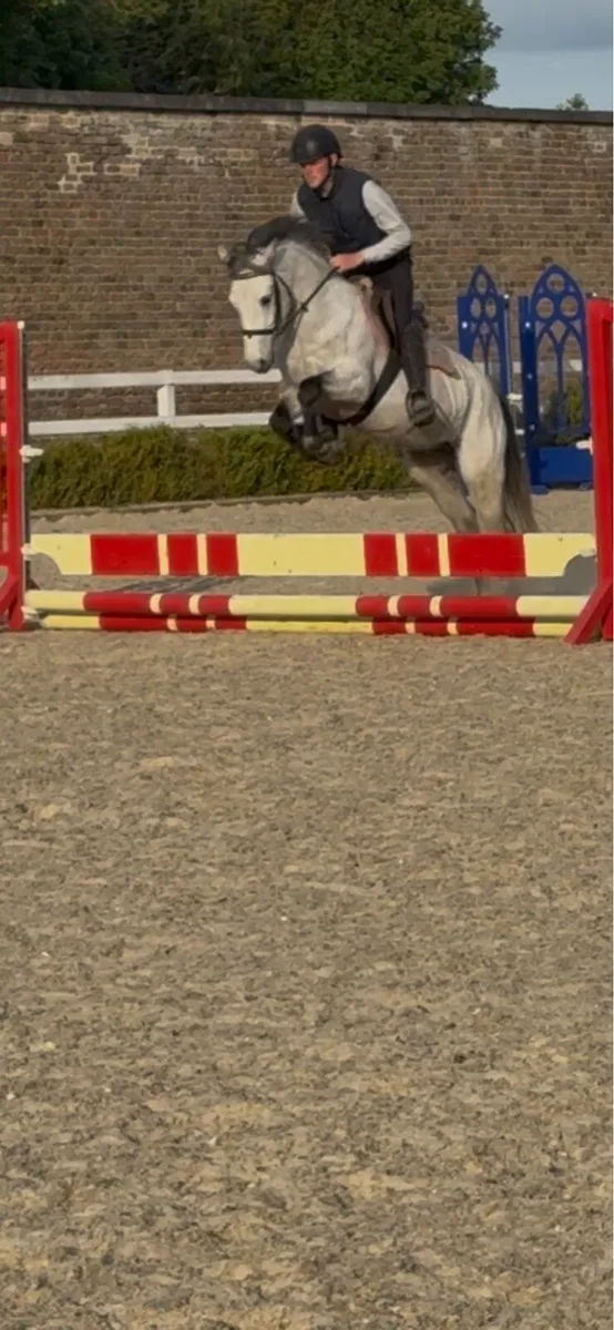 15.0 class 1 Connemara Mare - Image 1