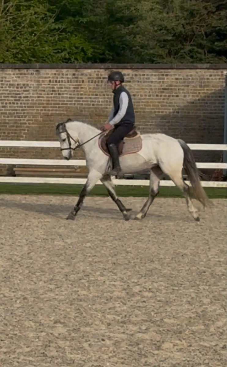 15.0 class 1 Connemara Mare - Image 2