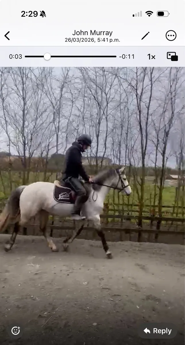 15.0 class 1 Connemara Mare - Image 3