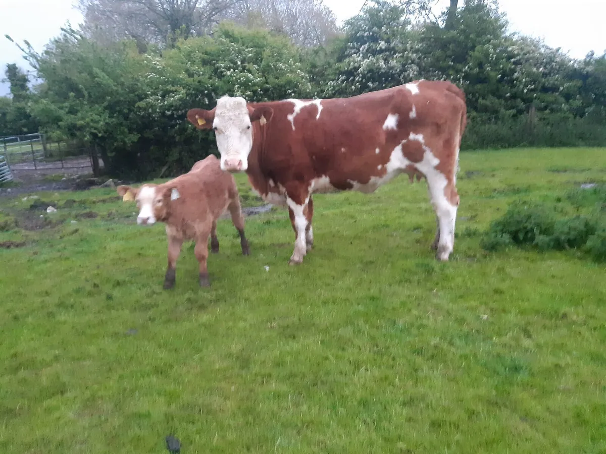 Strong Sim heifer with CH - Image 1