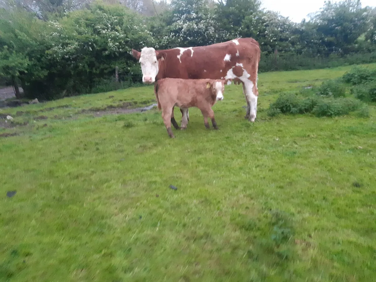 Strong Sim heifer with CH - Image 2