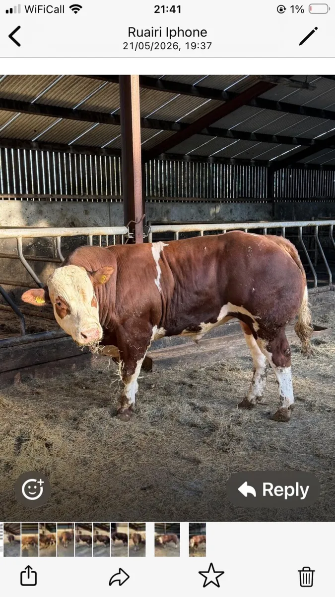 Bull - Image 1