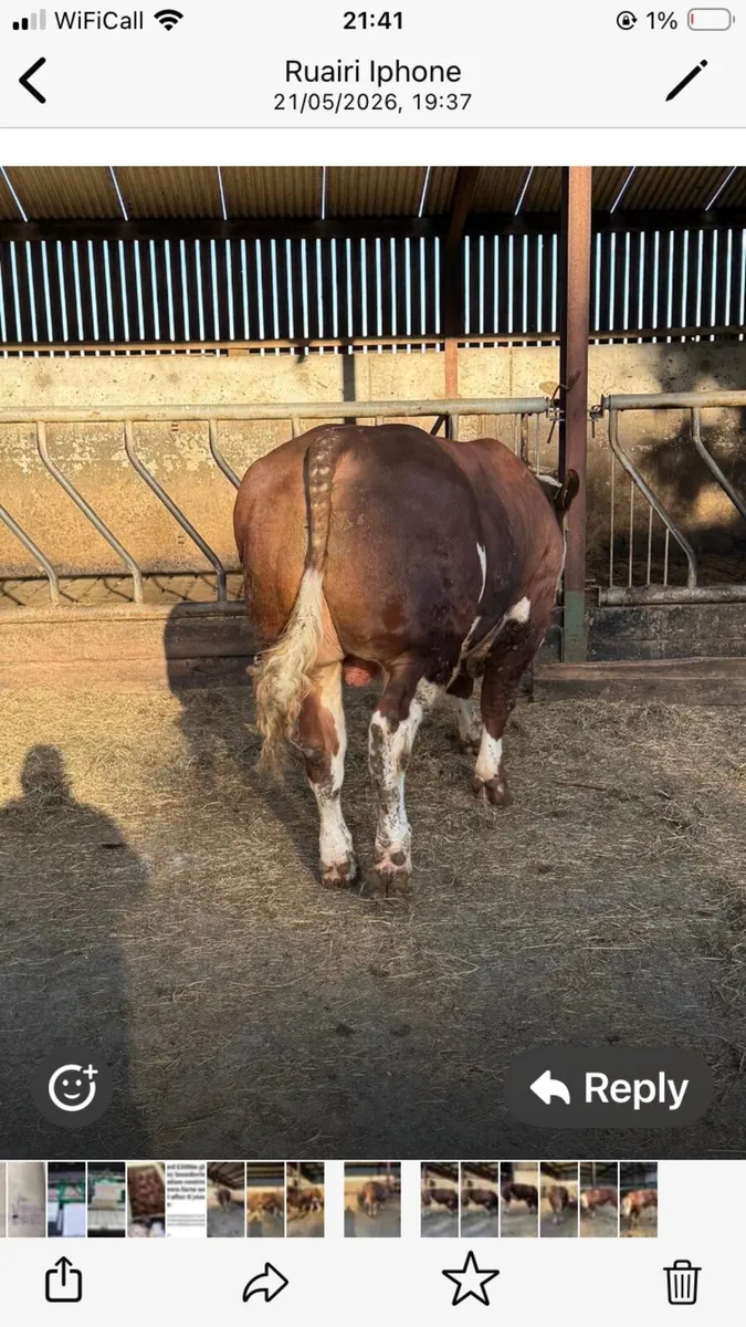 Bull - Image 2