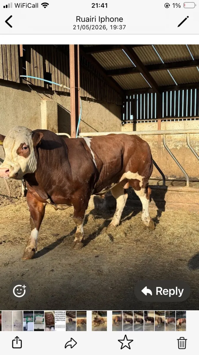 Bull - Image 3