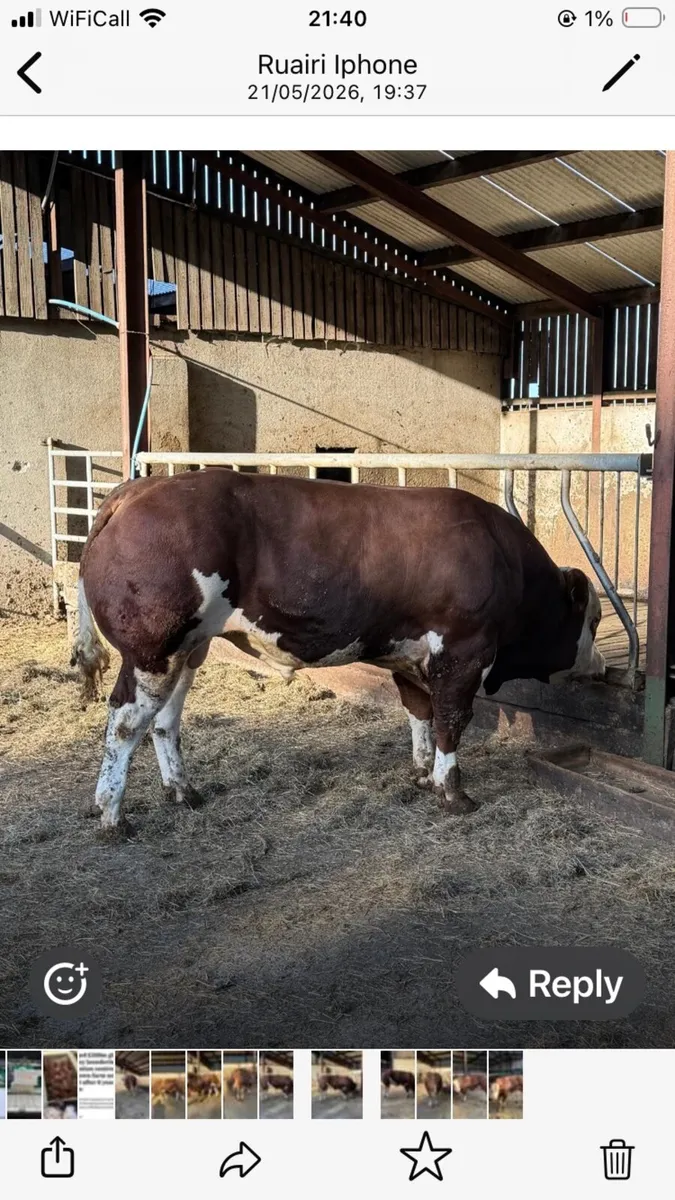 Bull - Image 4