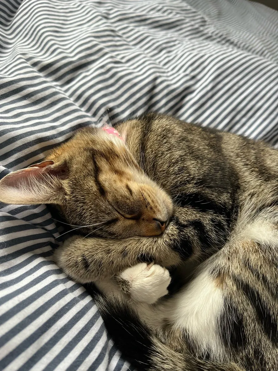 Cat - Image 1