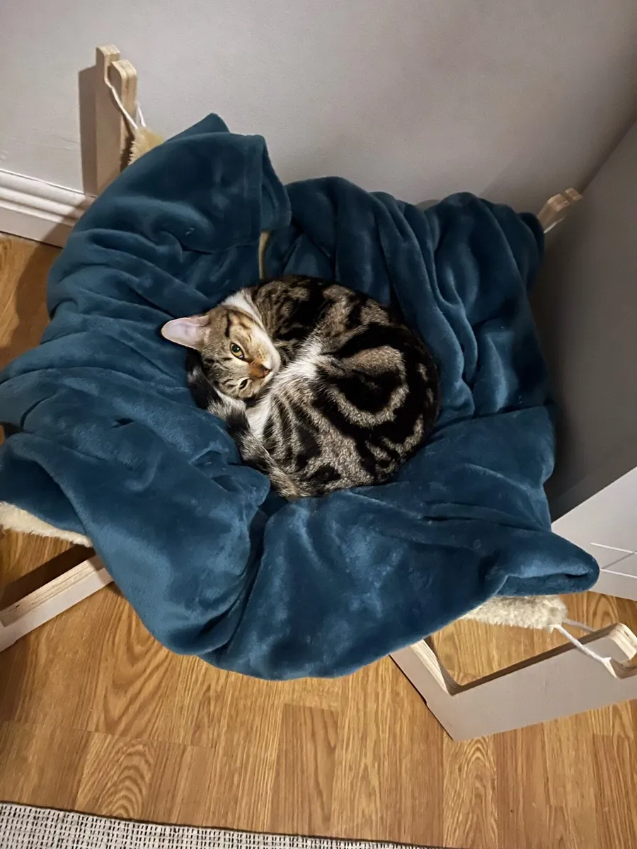 Cat - Image 2