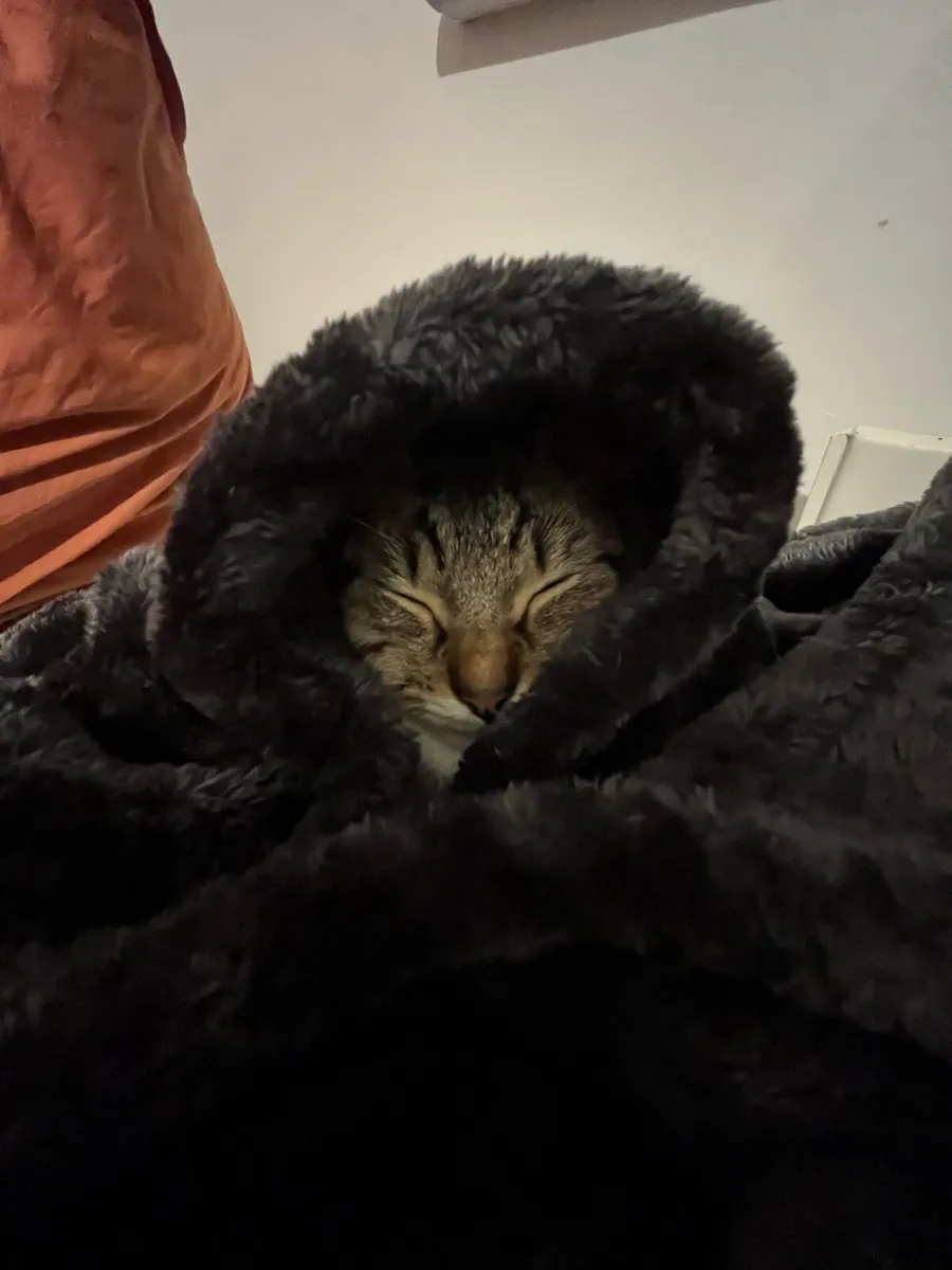 Cat - Image 3
