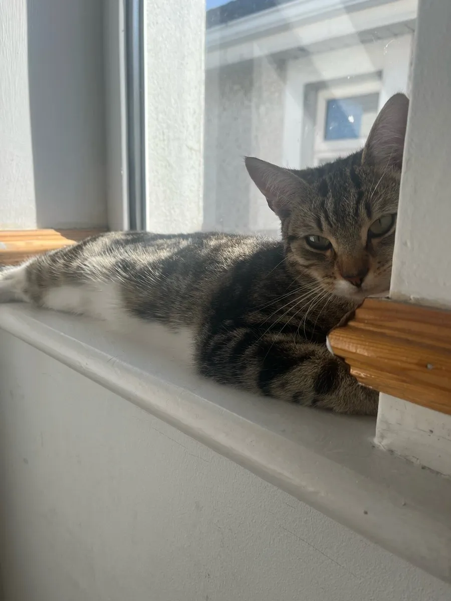 Cat - Image 4
