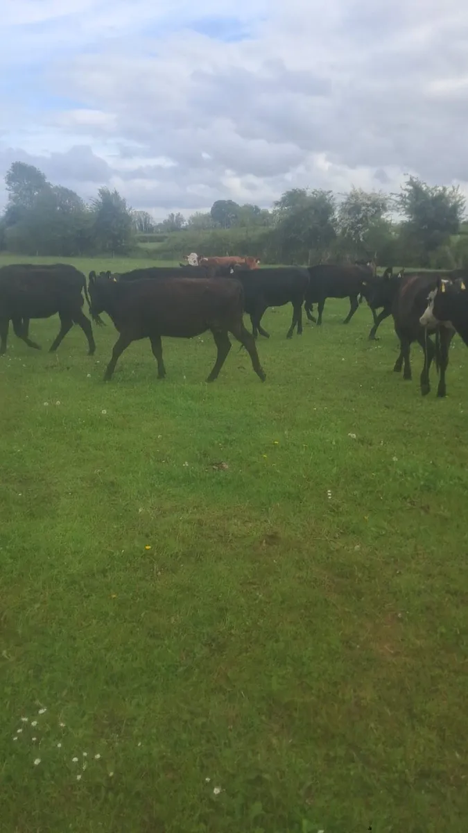 Angus and Hereford heifers - Image 2