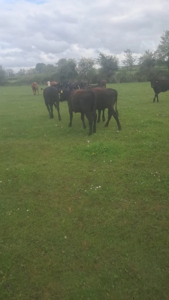 Angus and Hereford heifers - Image 1