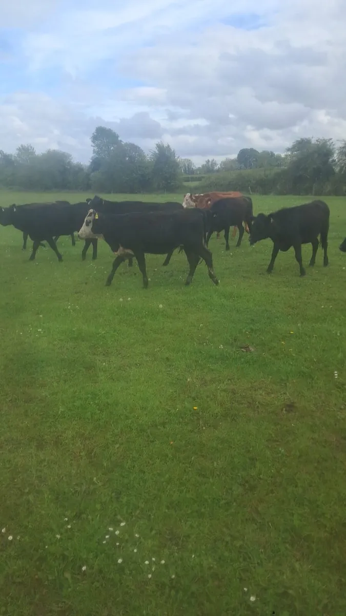 Angus and Hereford heifers - Image 3