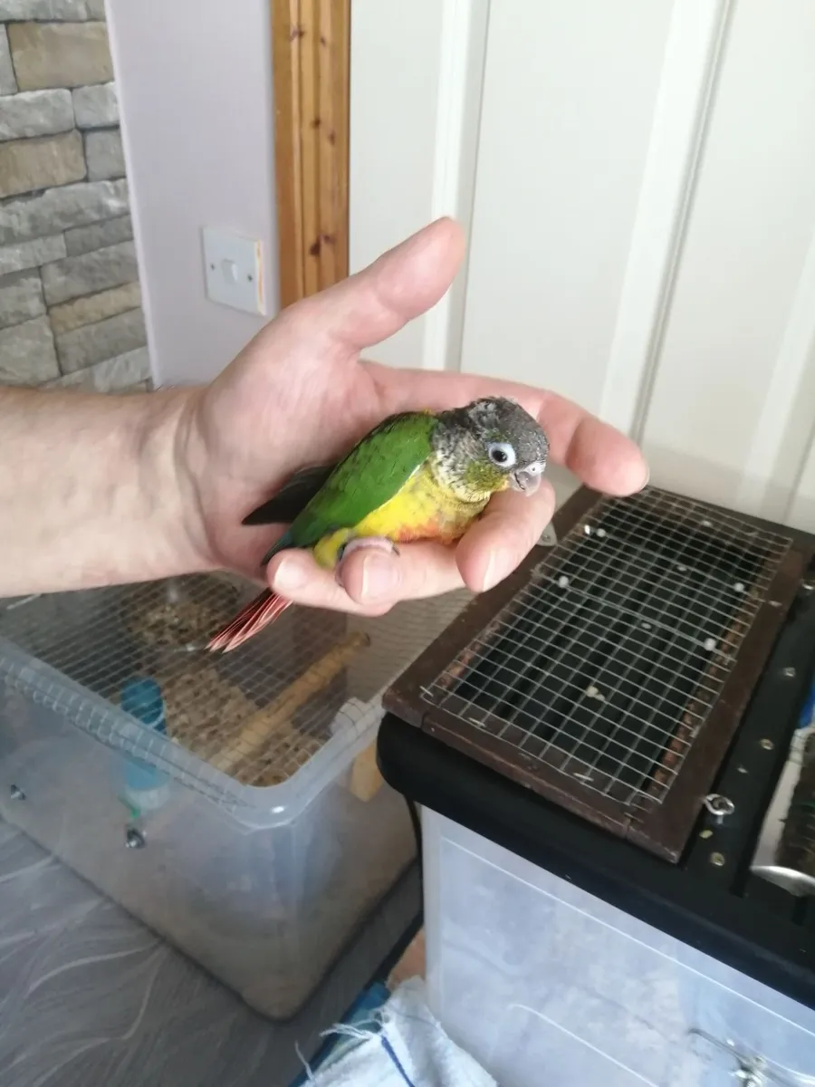 Hand-fed Green-cheeked Conure - Image 1